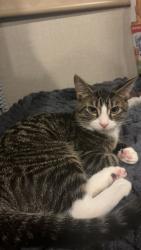 Lost Male Cat last seen Near wall Ave , Ormond Beach, FL 32174
