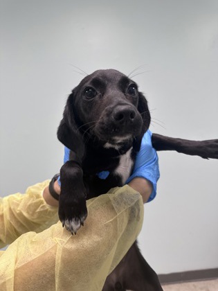 Shelter Stray Female Dog last seen Harrison County, MS , Gulfport, MS 39501