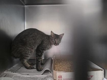 Shelter Stray Female Cat last seen Taylor, TX 76574, Georgetown, TX 78626