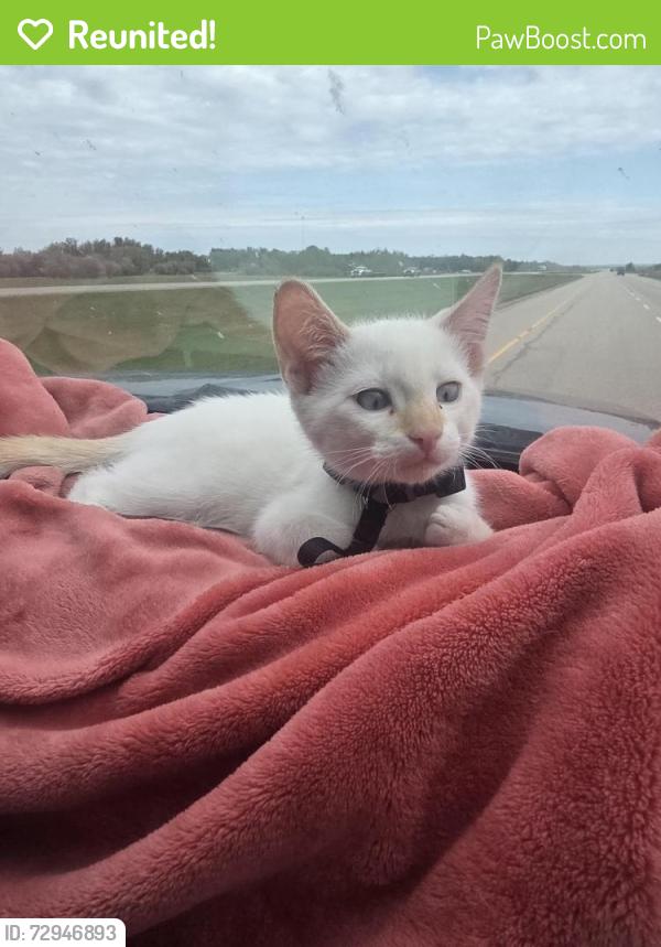 Reunited Male Cat last seen Commonwealth stadium, Edmonton, AB T5H 1V4