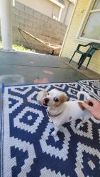 Reunited Female Dog last seen Corner of pacific & cole, Highland, CA 92346