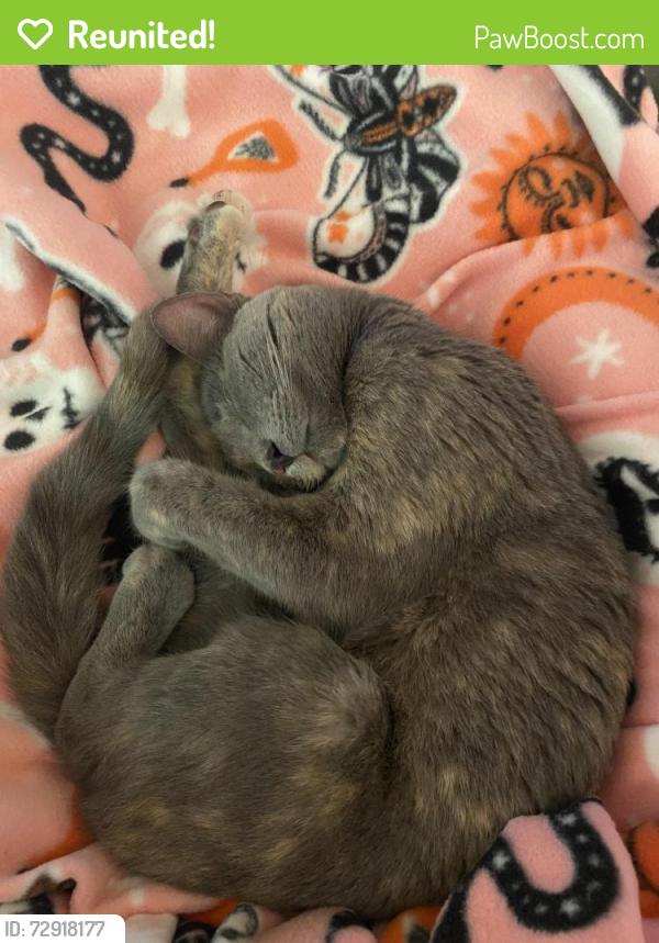 Reunited Female Cat last seen Smokey Wood Drive and Chalmers Way, Swissvale, PA 15218