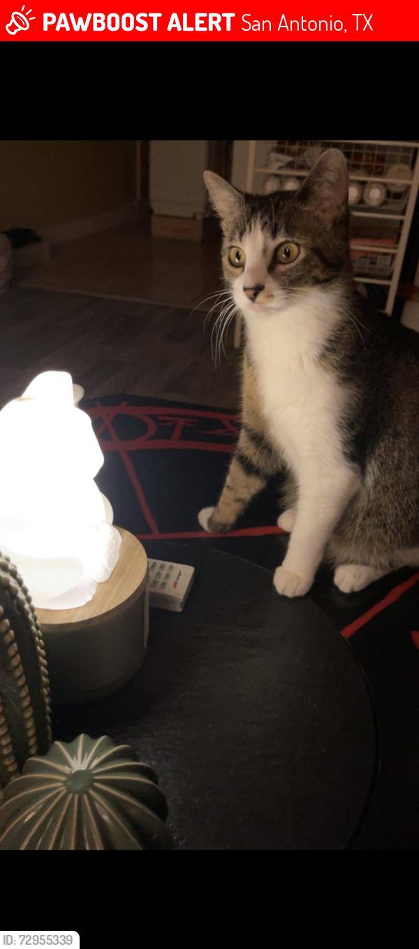 Lost Female Cat last seen 2M smokehouse, s ww white, Alma drive , San Antonio, TX 78222
