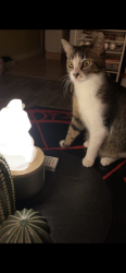 Lost Female Cat last seen 2M smokehouse, s ww white, Alma drive , San Antonio, TX 78222