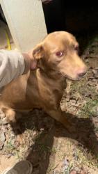 Reunited Female Dog last seen Lodgepole college station , College Station, TX 77845