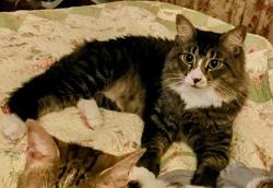 Lost Male Cat last seen Building E, Lauderdale Lakes, FL 33311