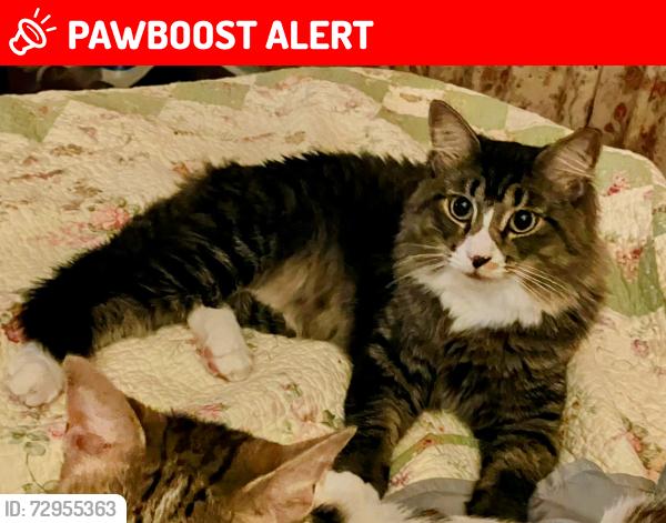 Lost Male Cat last seen Building E, Lauderdale Lakes, FL 33311