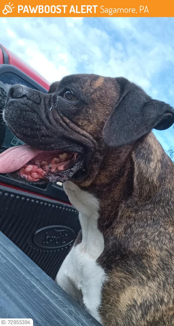 Found/Stray Male Dog last seen Saga, Sagamore, PA 16249
