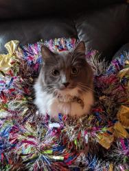 Lost Female Cat last seen cedar stand, Bakersfield, CA 93313