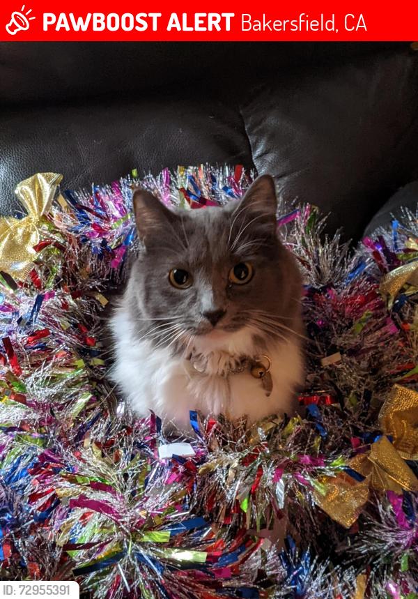 Lost Female Cat last seen cedar stand, Bakersfield, CA 93313