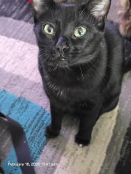 Lost Male Cat last seen Campground, Wabamun, AB T0E