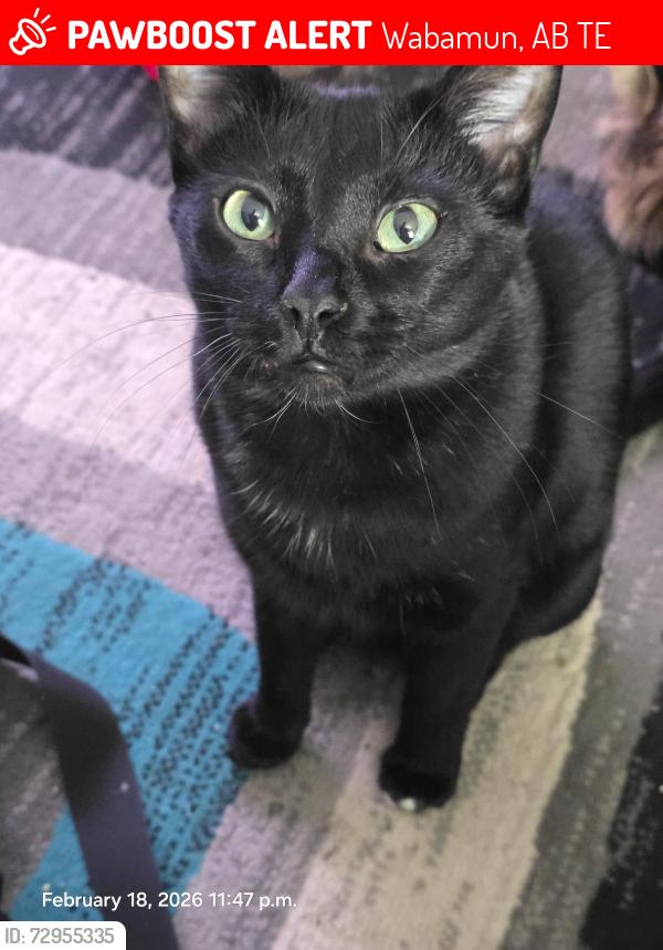 Lost Male Cat last seen Campground, Wabamun, AB T0E