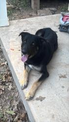 Lost Female Dog last seen Treehouse and lodgepole college station , College Station, TX 77845