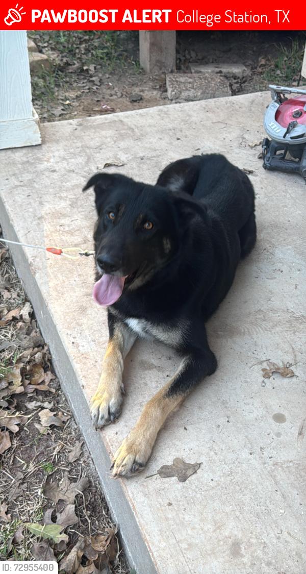 Lost Female Dog last seen Treehouse and lodgepole college station , College Station, TX 77845