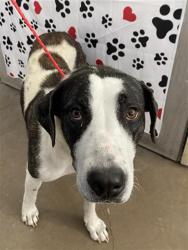 Reunited Female Dog last seen Village Glen, Dallas, TX 75206