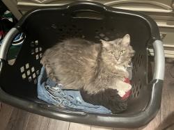 Reunited Female Cat last seen in Pheasant Run on Dove Circle, South Laurel, MD 20708