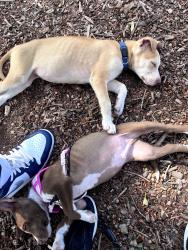 Reunited Male Dog last seen NW 63rd & MacArthur , Oklahoma City, OK 73132