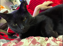 Lost Male Cat last seen East High Street, 45505, Springfield, OH 45505