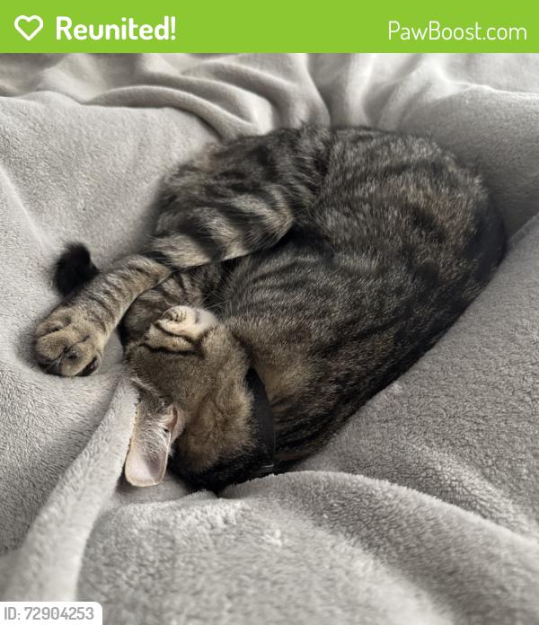 Reunited Male Cat last seen Mountain Road and Warner, Mesa, AZ 85212