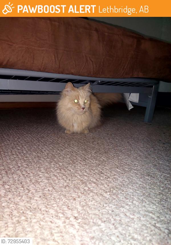 Found/Stray Female Cat last seen 2ave and 20st North, Lethbridge, AB 