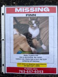 Lost Male Cat last seen Bowline apmts on 169 right before the bridge going into Anoka, Champlin, MN 55316
