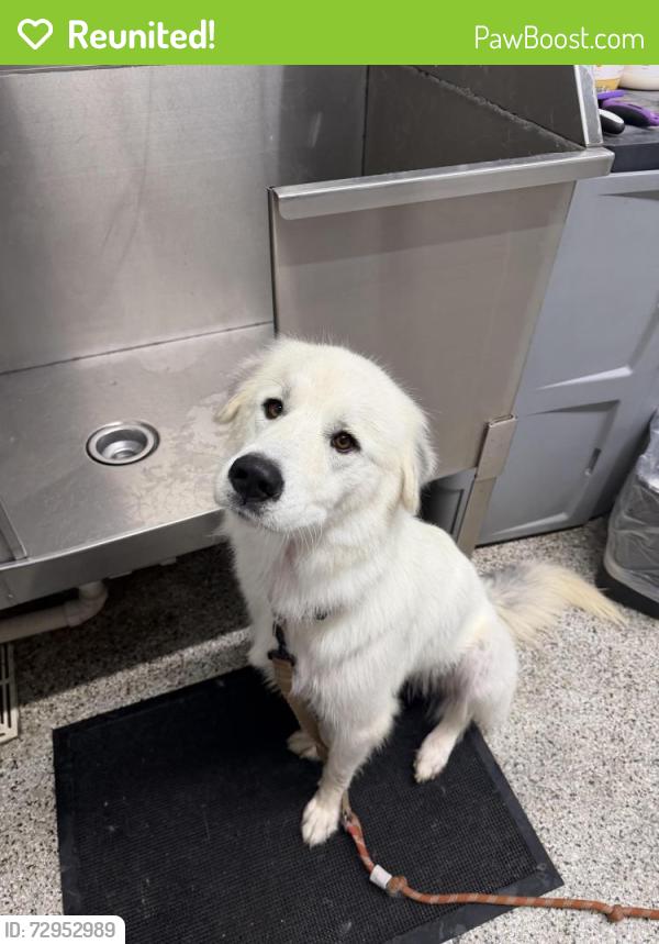 Reunited Female Dog last seen East Old Post Rd, Cherryville, NC 28021