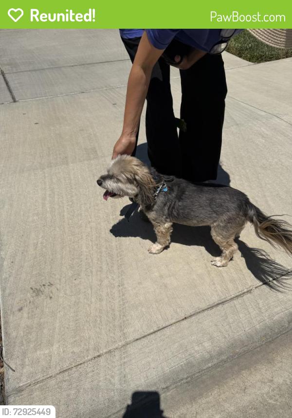 Reunited Female Dog last seen hummingbird way, Tracy CA, Tracy, CA 95376