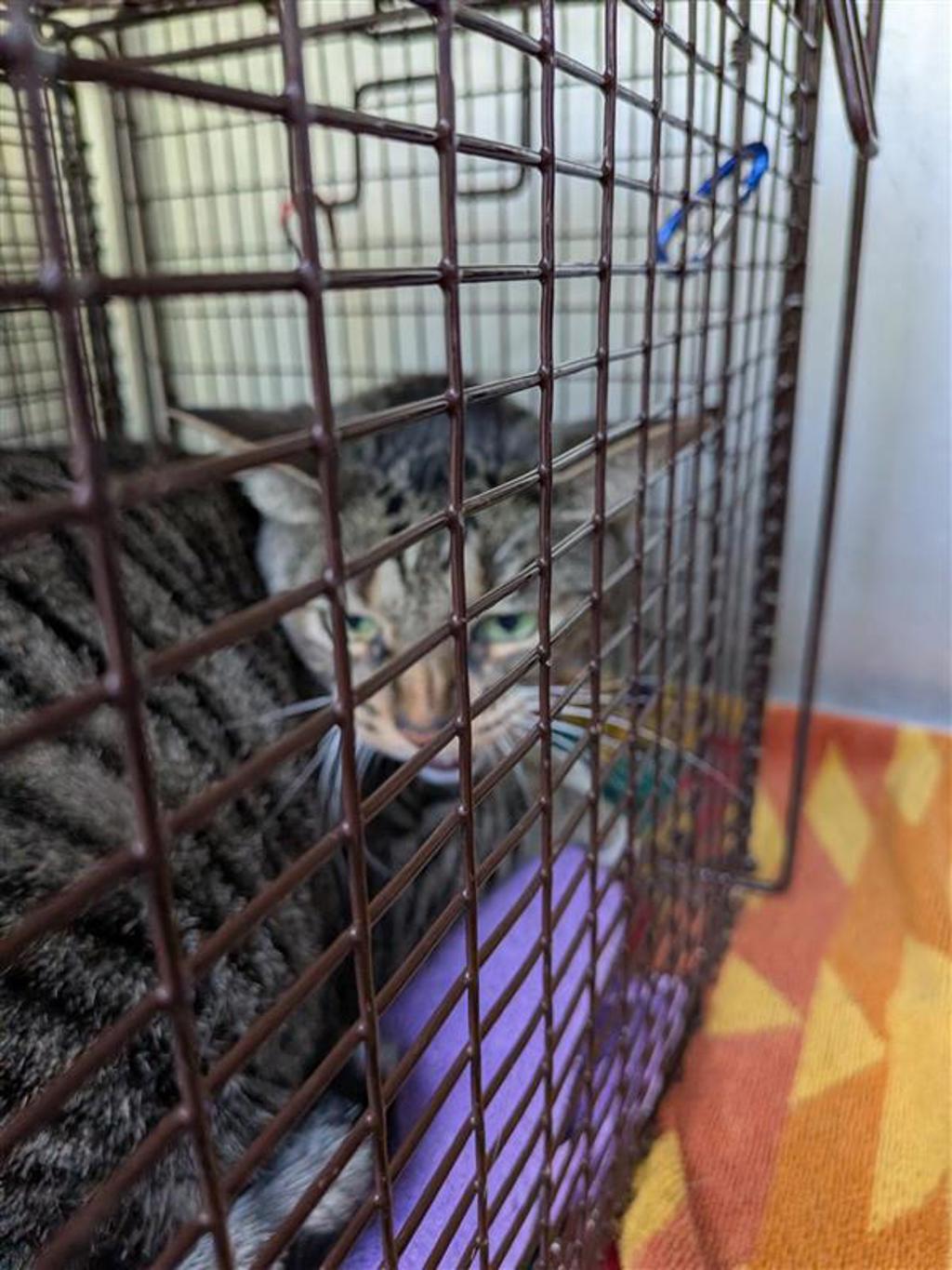 Shelter Stray Female Cat last seen Near E 45th Street, AUSTIN, TX, 78751, Austin, TX 78702