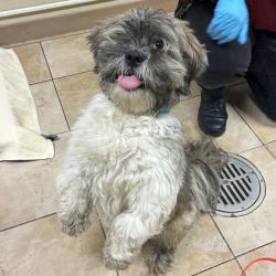 Shelter Stray Male Dog last seen NE 70th/Sacramento, OR, Troutdale, OR 97060