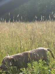 Found/Stray Male Dog last seen Jug Factory road, Greenville County, SC 29651