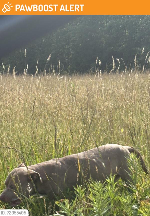Found/Stray Male Dog last seen Jug Factory road, Greenville County, SC 29651