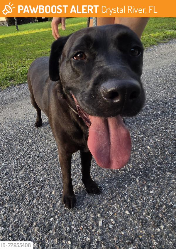 Found/Stray Female Dog last seen Dunkinfield and Buckberry , Crystal River, FL 34429