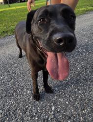 Found/Stray Female Dog last seen Dunkinfield and Buckberry , Crystal River, FL 34429