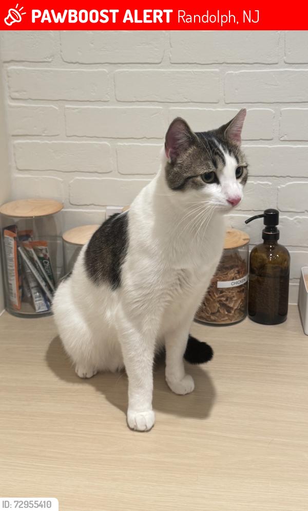 Lost Male Cat last seen Near Elaine Ct, Randolph NJ 07869, Randolph, NJ 07869