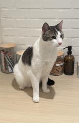 Lost Male Cat last seen Near Elaine Ct, Randolph NJ 07869, Randolph, NJ 07869