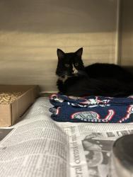 Shelter Stray Male Cat last seen Near Tomcat Boulevard, VIRGINIA BEACH, VA, 23460, Virginia Beach, VA 23451