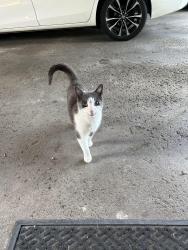Lost Male Cat last seen East Henrietta & Calkins Road , Rochester, NY 14623