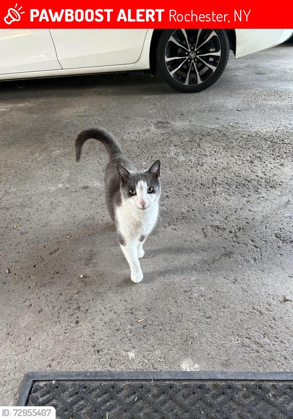 Lost Male Cat last seen East Henrietta & Calkins Road , Rochester, NY 14623