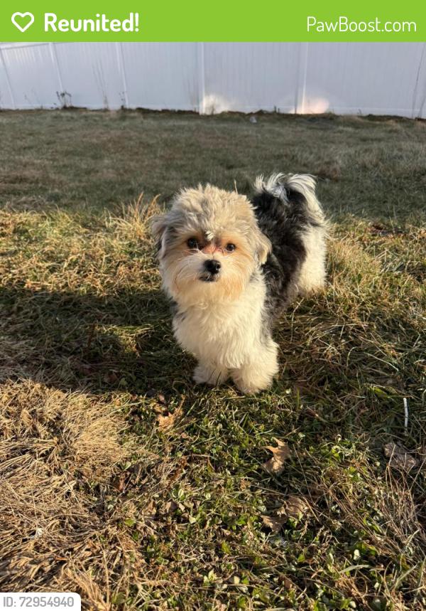 Reunited Male Dog last seen E 7th st Hazleton PA, Hazleton, PA 18201