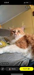 Lost Male Cat last seen S 37th w ave, Tulsa, OK 74107