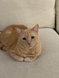 Reunited Male Cat last seen Near 3rd St, Santa Monica, CA 90403, USA, Santa Monica, CA 90403