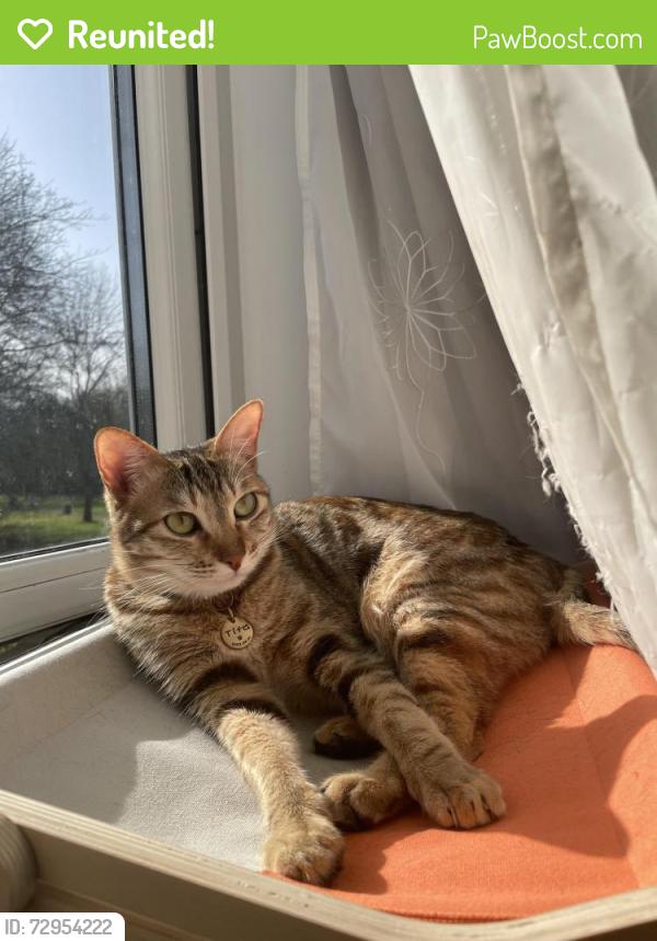 Reunited Female Cat last seen Rumney Sainsbury, Rumney, Wales CF3 4AU