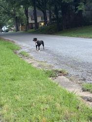 Found/Stray Female Dog last seen Greenmill & Amersham , Memphis, TN 38119