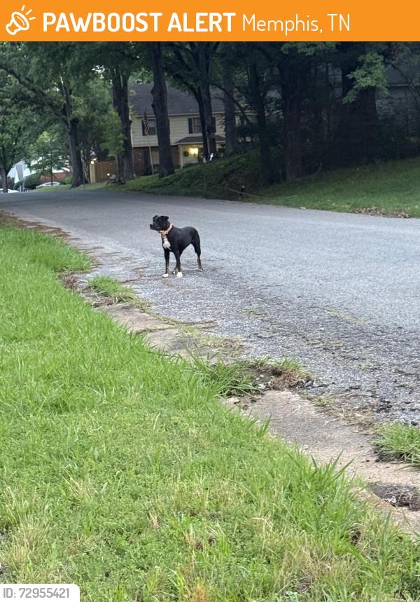 Found/Stray Female Dog last seen Greenmill & Amersham , Memphis, TN 38119