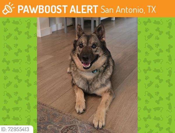 Found/Stray Unknown Dog last seen Silver Point/ FM 1560, San Antonio, TX 78254