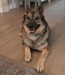 Found/Stray Unknown Dog last seen Silver Point/ FM 1560, San Antonio, TX 78254