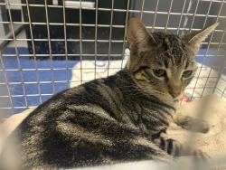 Found/Stray Female Cat last seen Mingo, Seaside, CA 93955