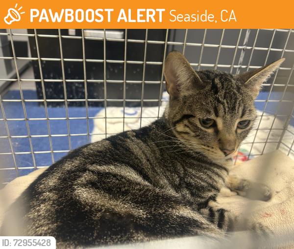 Found/Stray Female Cat last seen Mingo, Seaside, CA 93955