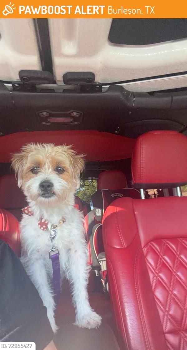 Found/Stray Male Dog last seen Walgreens , Burleson, TX 76028