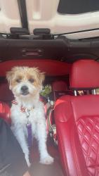 Found/Stray Male Dog last seen Walgreens , Burleson, TX 76028